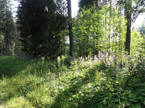 Am Feldberg