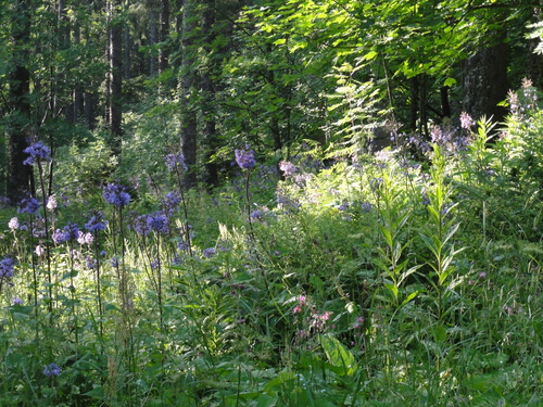 Am Feldberg