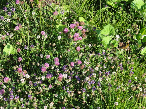 Am Feldberg