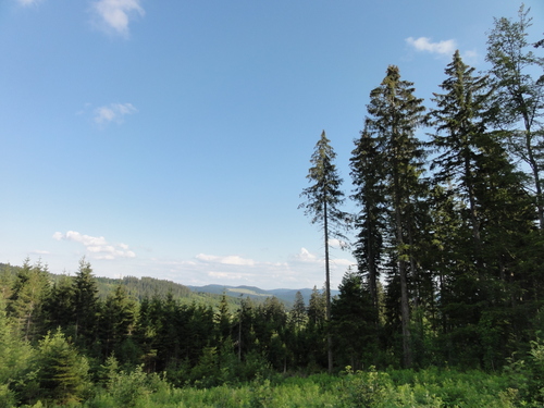 Am Feldberg