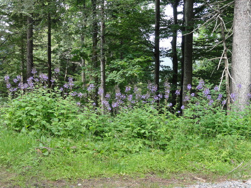 Zwischen Schauinsland und Belchen