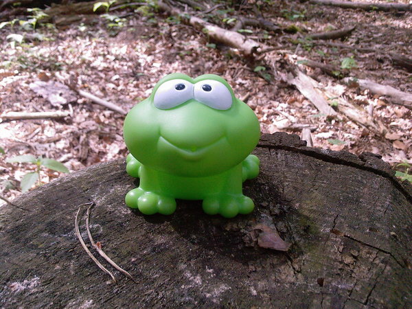 Froschi im Wald